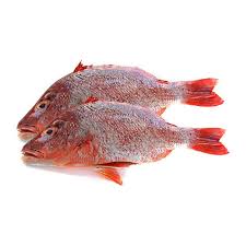 Frozen Red Bream Fish 5kg